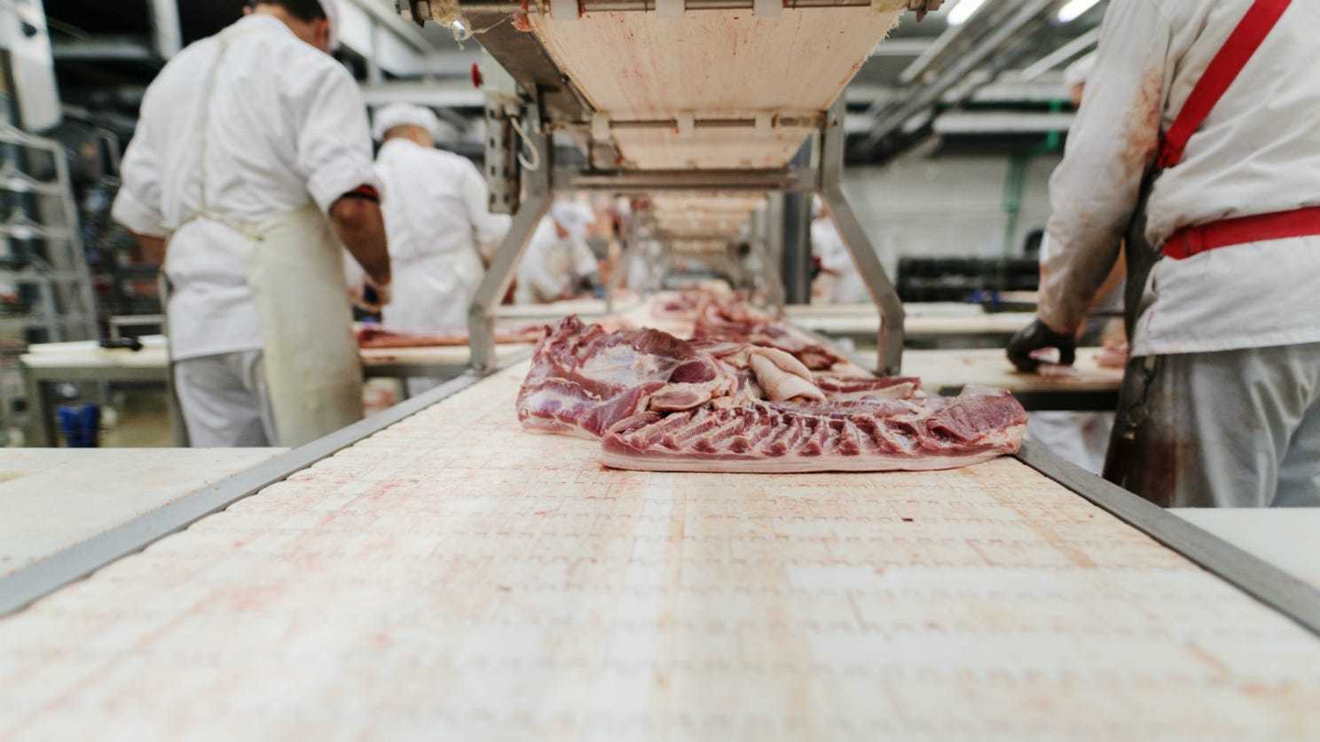 Wide shot of meat ribs being cut by workers in a processing plant. April 2021