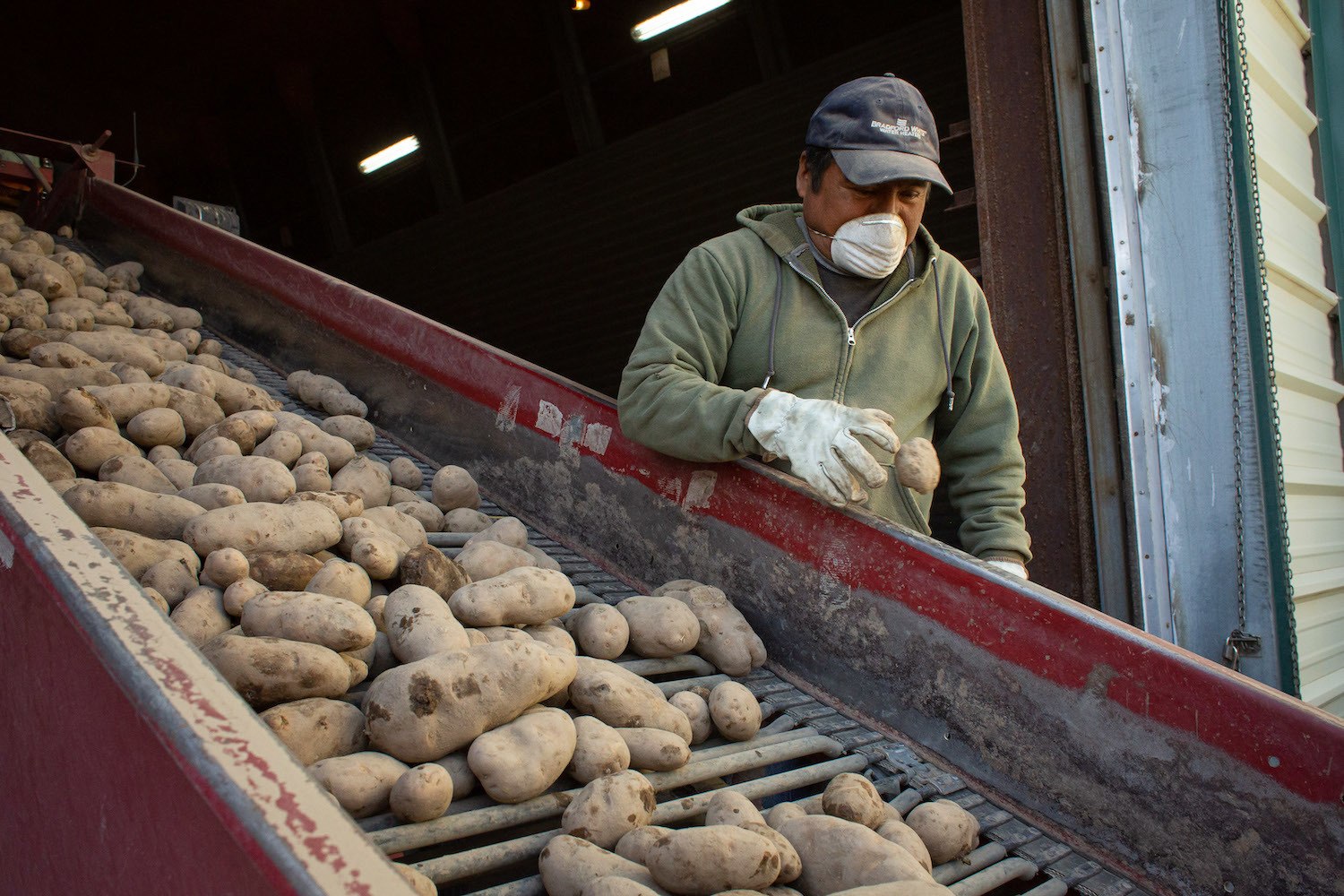 A worker removes unusable Russet Burbank potatoes as they are transferred into a storage facility operated by local grower Frank Martinez of Saddle View Farms on May 1, 2020 in Warden, Washington.