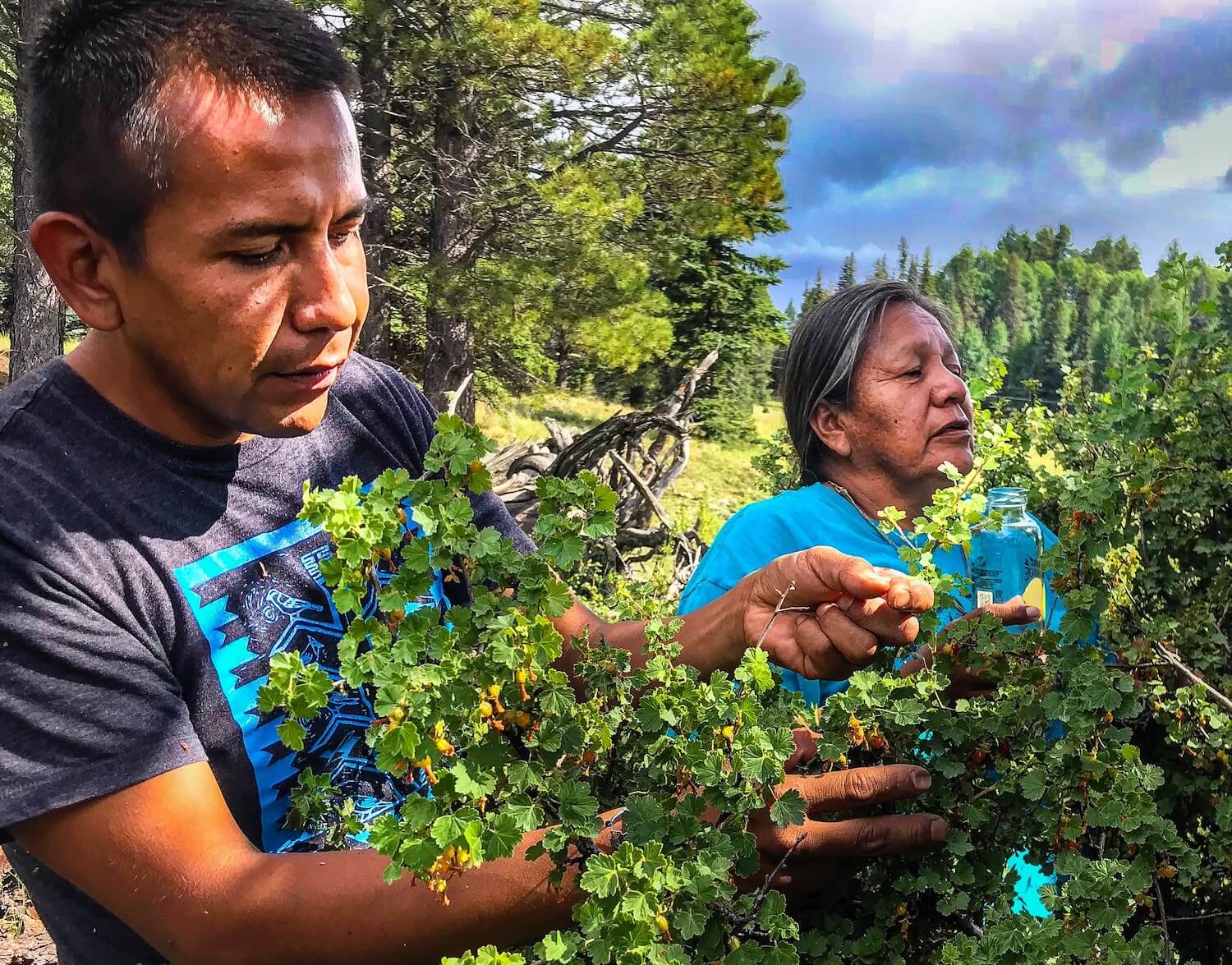 In a still from Gather, San Carlos Apache food sovereignty advocate Twila Cassadore, right, harvests berries with White Mountain Apache farmer Clayton Harvey. (May 2021)