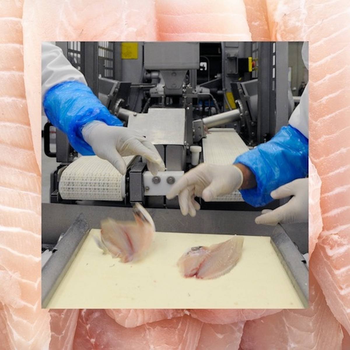 Sourced from Inside series art with hands processing tilapia. May 2021