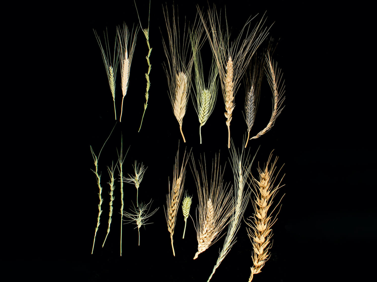 Wheat diversity. May 2021