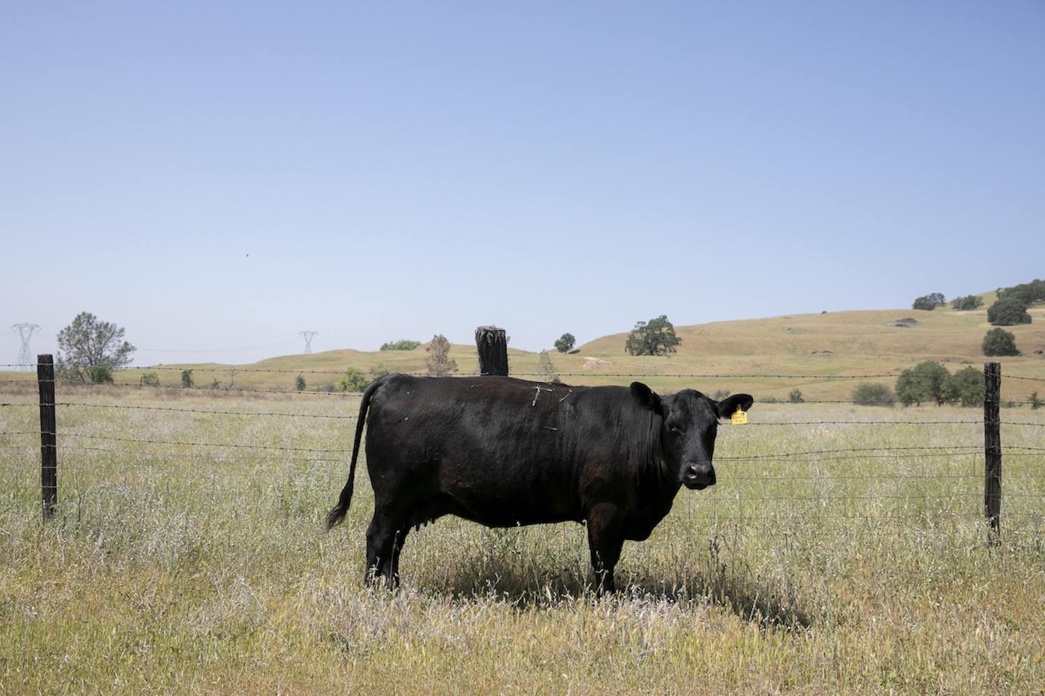 A cow stands in the dry grass at Megan Brown’s Oroville ranch on April 22, 2021. Brown had to sell off much of her herd earlier this year when she realized there wouldn’t be enough grass to feed them. Photo by Anne Wernikoff, CalMatters