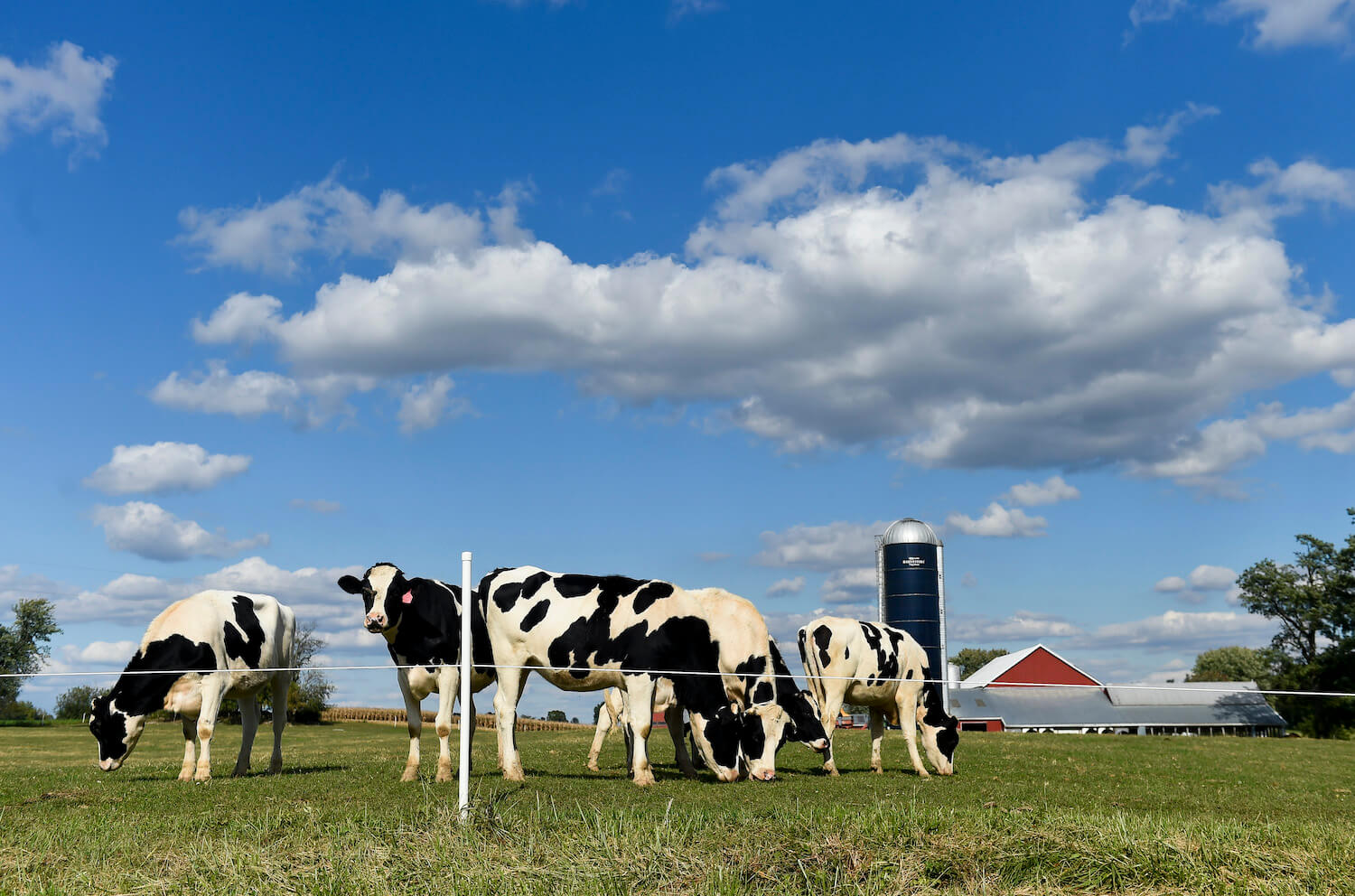 Holstein cows graze in a field next to Richmond Road in Kirbyville Friday afternoon October 2, 2020. May 2021