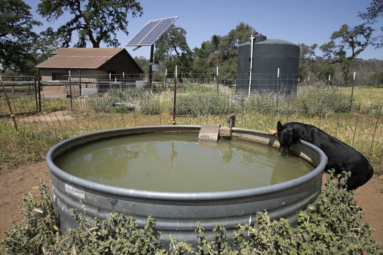 A ranch dog drinks from the well with a solar panel and water storage tank seen in the background. Brown has attempted to make her ranch as sustainable is possible. May 2021