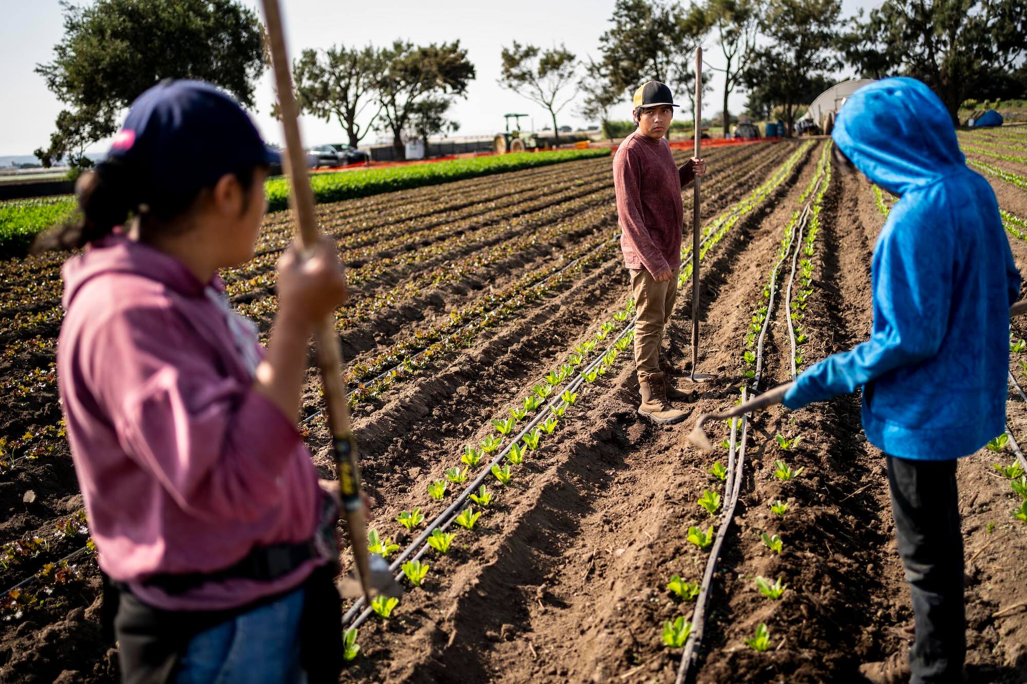 Transitioning from being a field worker to now farming her own land, organic farmer Celsa Ortega tells her sons what to do, and how to do it, as they all weed one of her fields of celery on September 20, 2020 in Salinas, California. May 2021