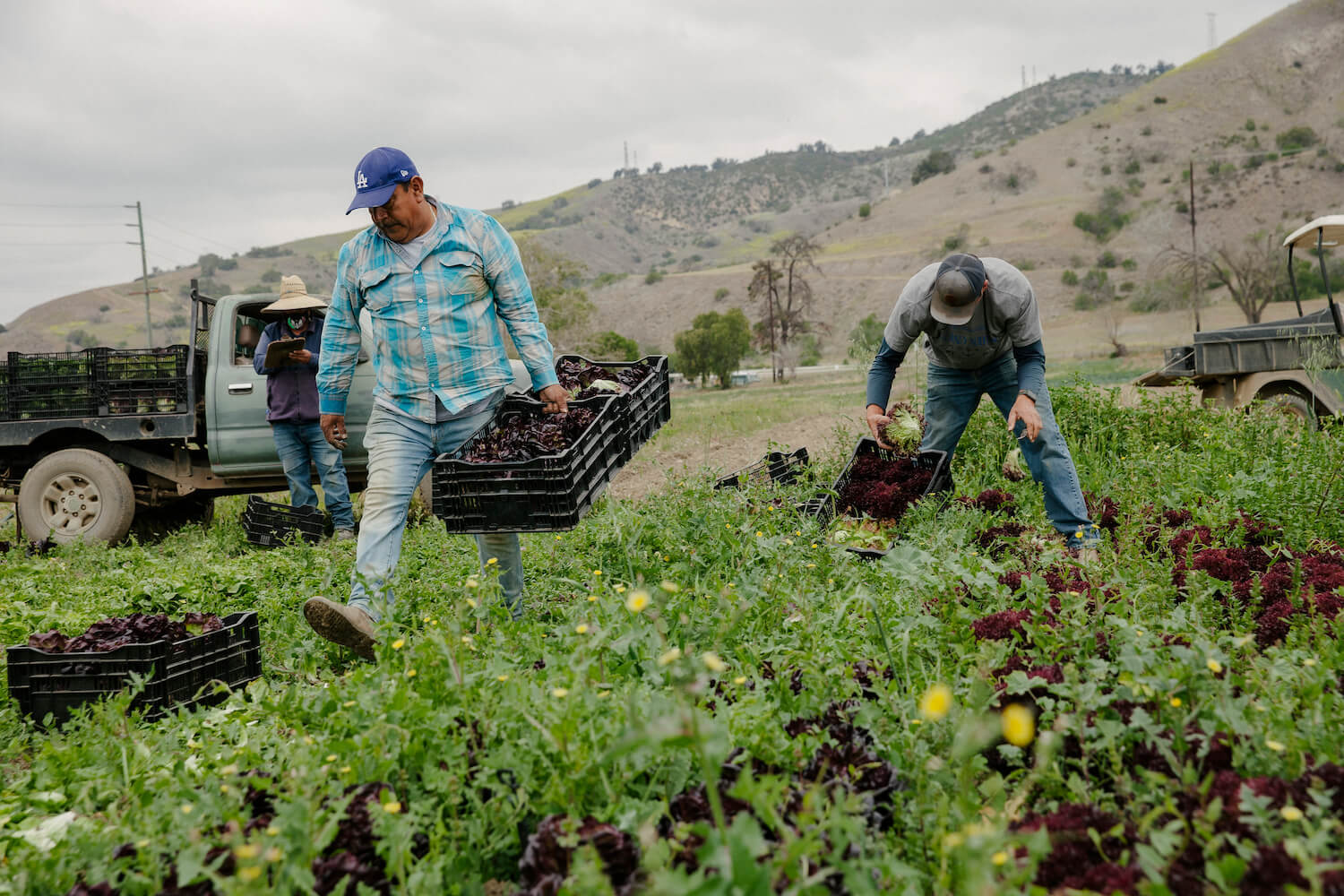 José Martinez, left, Victor Rodriguez, center, and Romeo Coleman, right harvest produce, some of which is delivered to John Fonteyn's CSA boxes, while the rest of Coleman Family Farms' produce is sold at the Santa Monica markets. May 2021