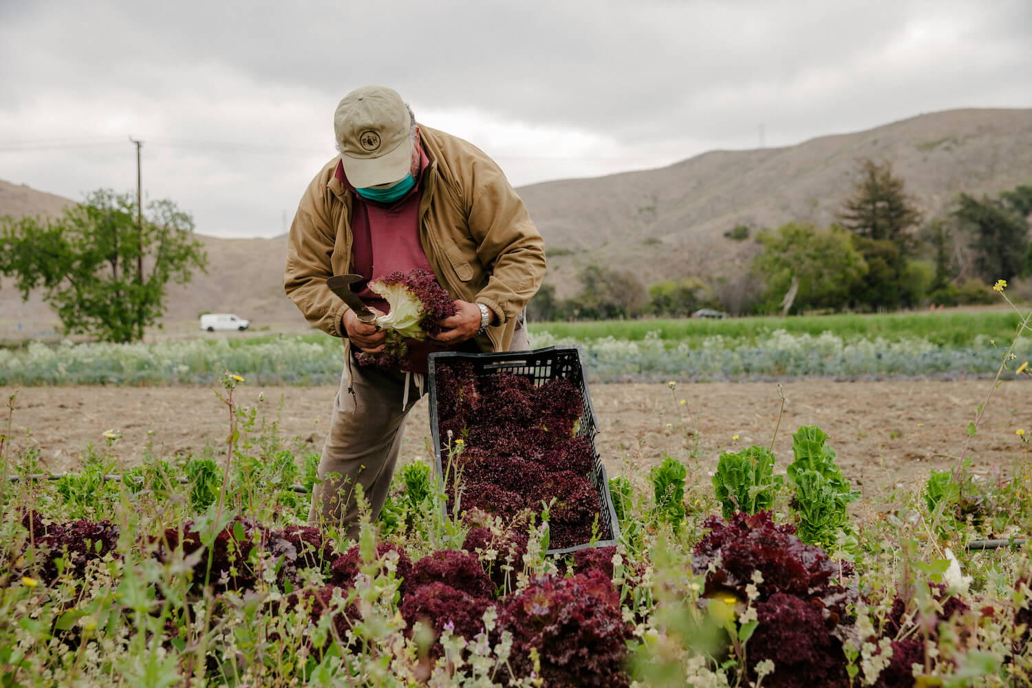 Roberto Perez harvests red leaf lettuce, one of the many crops distributed in the CSA boxes. May 2021