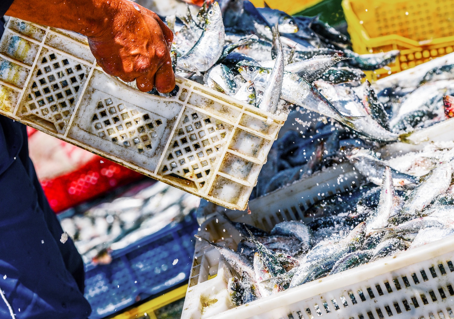 Two fisherman arranging white containers full of fish on top of each other while coating them with salt, June 2021.