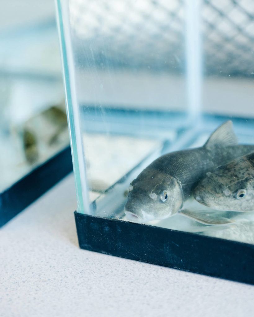 The Klamath Tribes are raising c'waam and koptu, also known as Lost River suckers, as their numbers dwindle due to the declining health of Upper Klamath Lake. The fish are endemic to the Upper Klamath Basin. June 2021