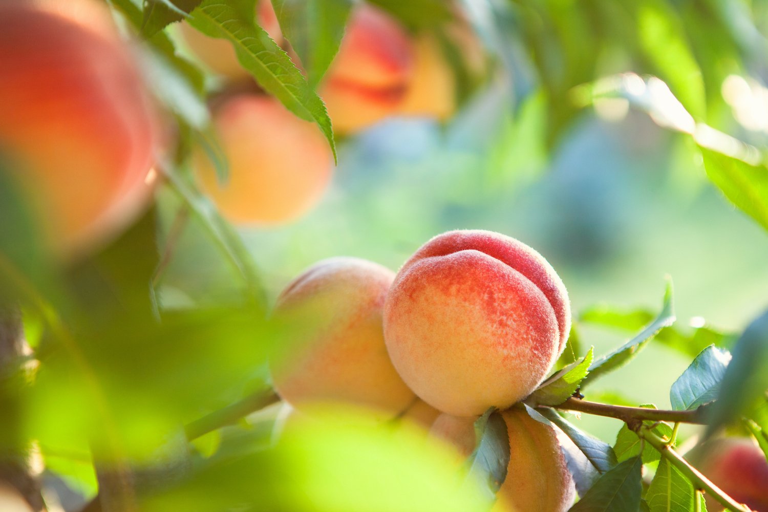 Sweet peach fruits growing on a peach tree branch. June 2021