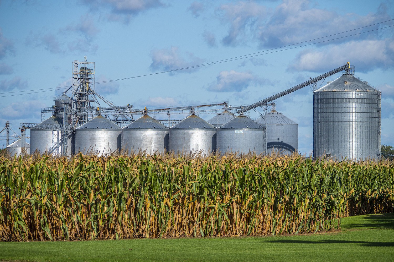 Row of silver silos and rows of corn with blue cloudy skies. June 2021