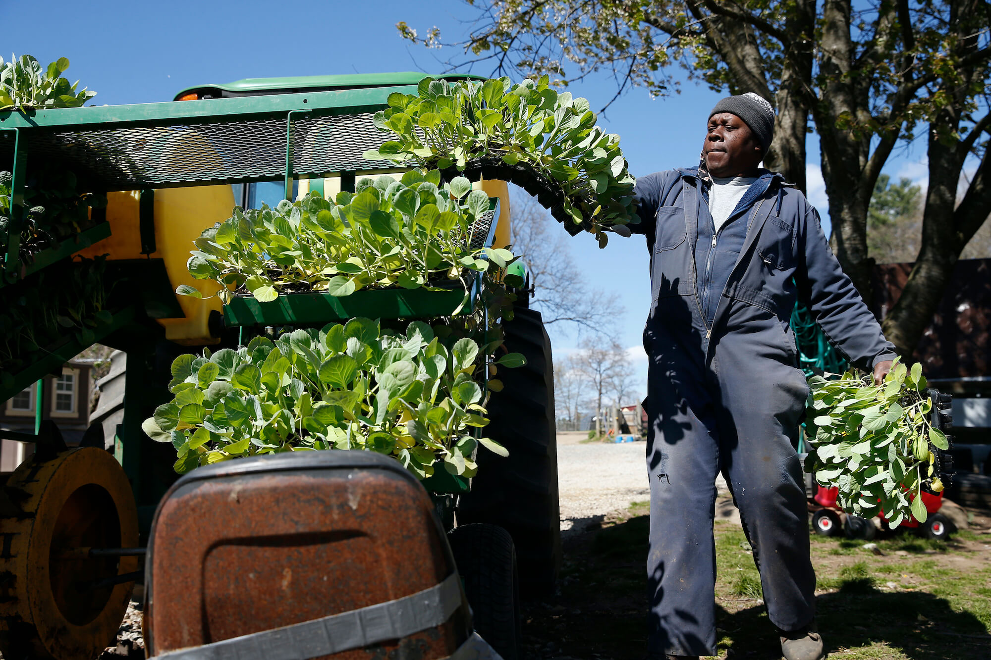 LITTLETON, MA - MAY 13: A SpringDell Farm employee carries out flats of cabbage that are ready to be planted in the field in Littleton, MA on May 13, 2020. June 2021