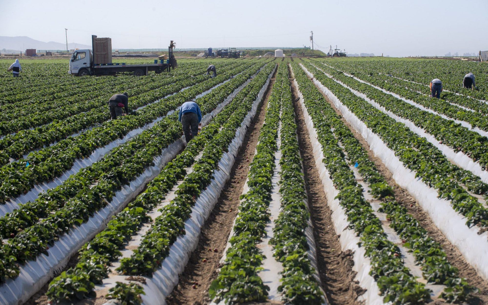 Fieldworkers are photographed picking strawberries on Saturday, April 25, 2020. Photo by David Rodriguez, The Salinas Californian.
