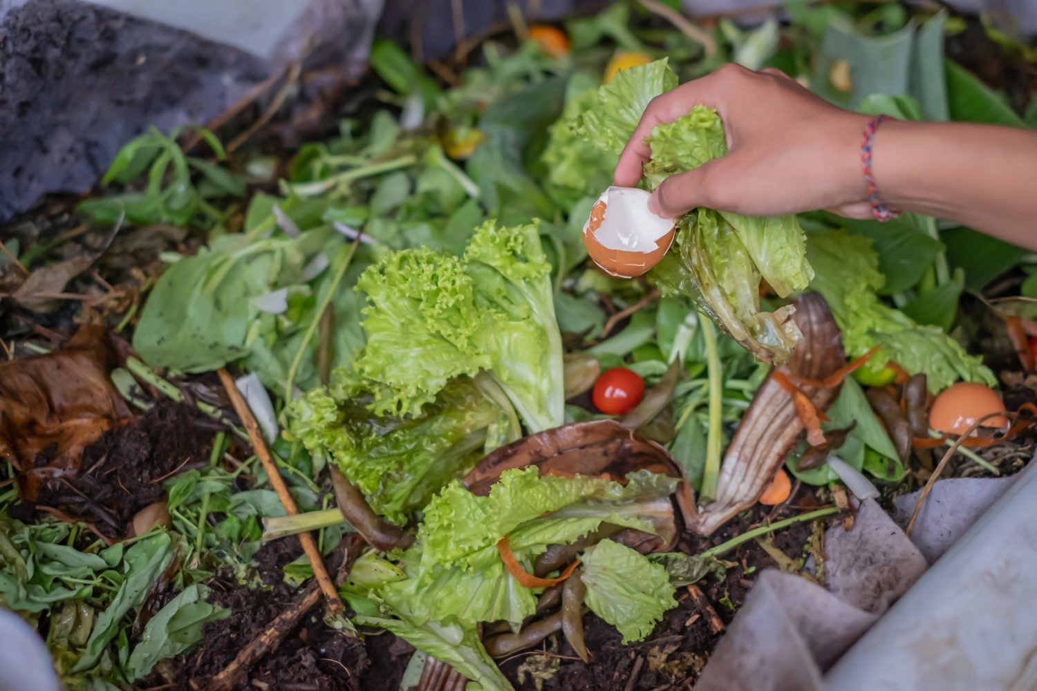 Close-up shot of a female hand-throwing organic biodegradable food kitchen waste into a compost pile at permaculture farm as a solution for household waste management. She's holding a crack open egg and some rotten lettuces. July 2021