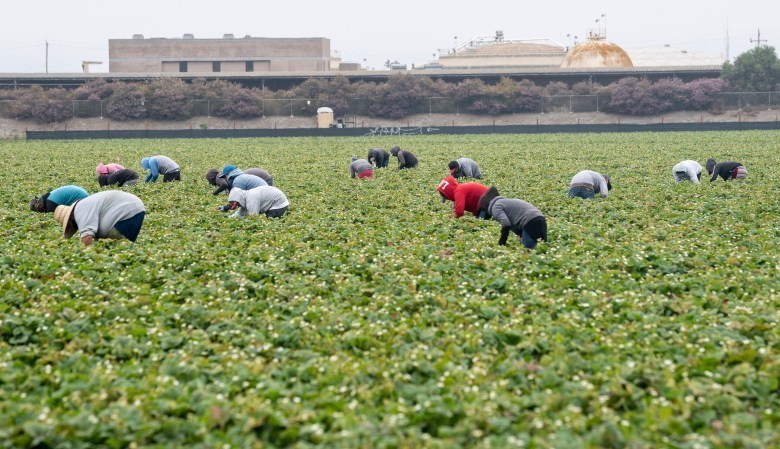 Farmworkers pick strawberries in Watsonville, Calif., on Wednesday, July 29, 2020. Photo by David Rodriguez, The Salinas Californian.