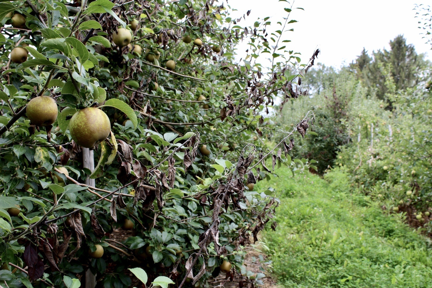 Apple trees infected with fire blight in Khan's orchard.