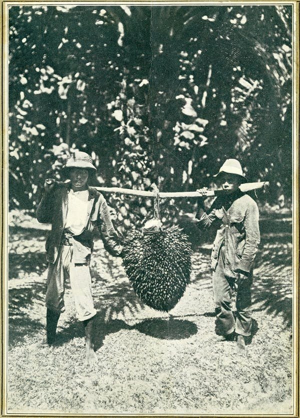 Two workers carry a large bunch of oil palm fruit on a Sumatran plantation around 1922. J.W. Meijster, Royal Netherlands Institute of Southeast Asian and Caribbean Studies, CC BY