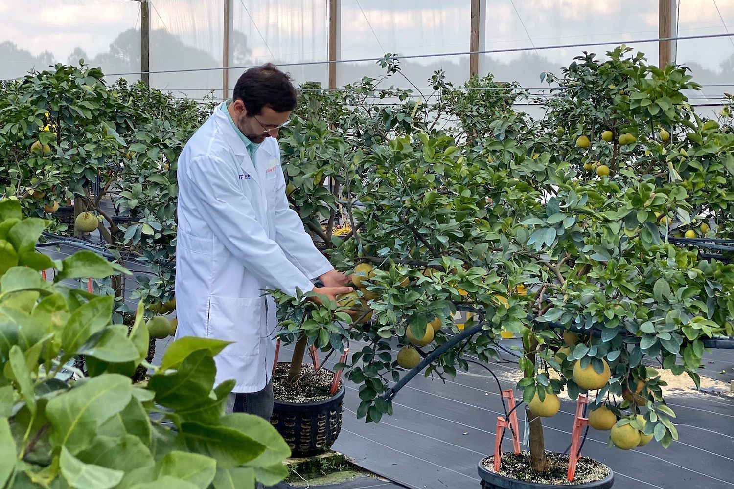 University of Florida researcher Dr. Johnny Ferrarezi inspects citrus fruit at University of Florida research greenhouse in Fort Pierce, Florida on November 19, 2019.