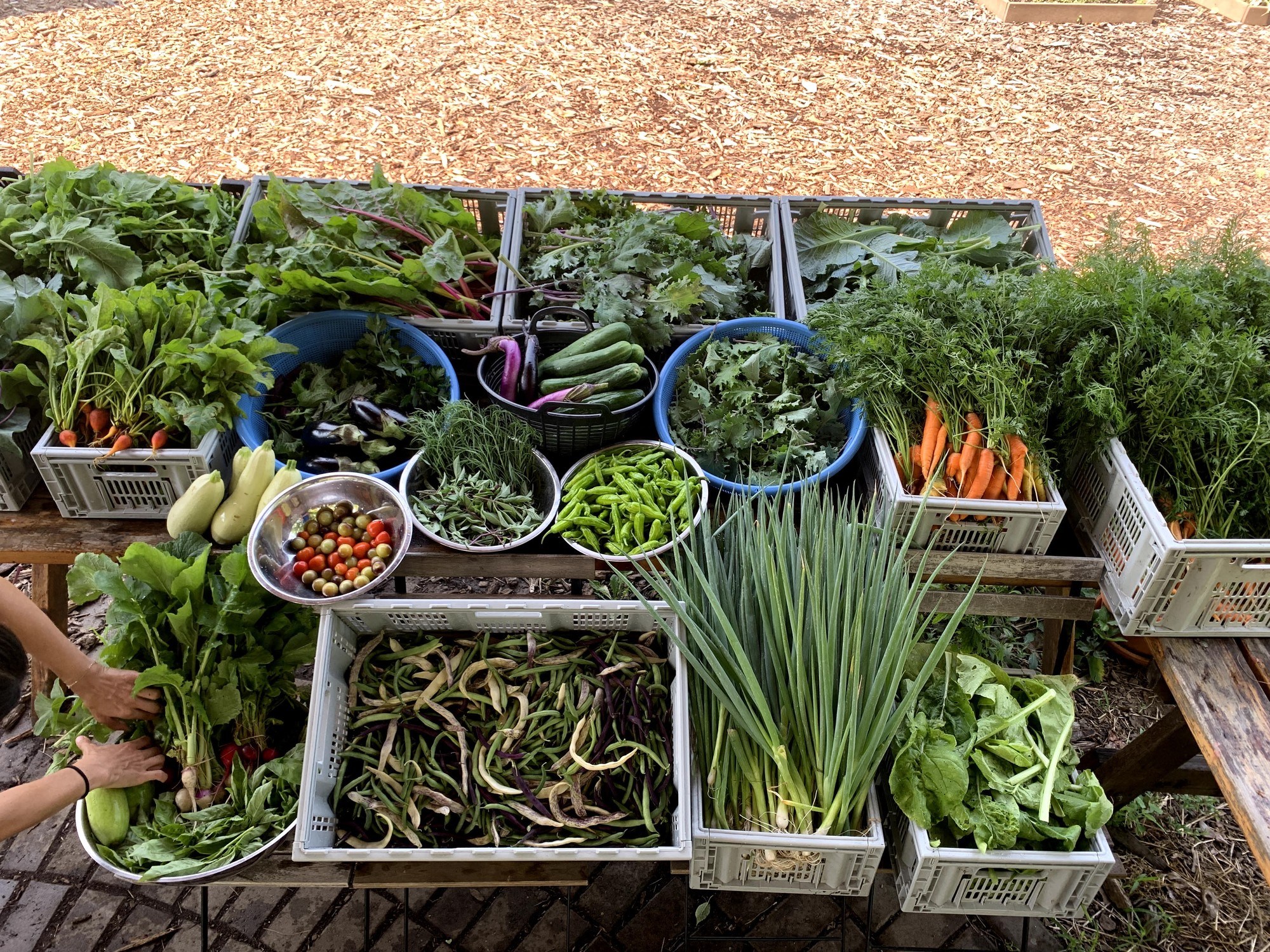 Image of fresh produce from Nicole Yeo's farm. July 2021.