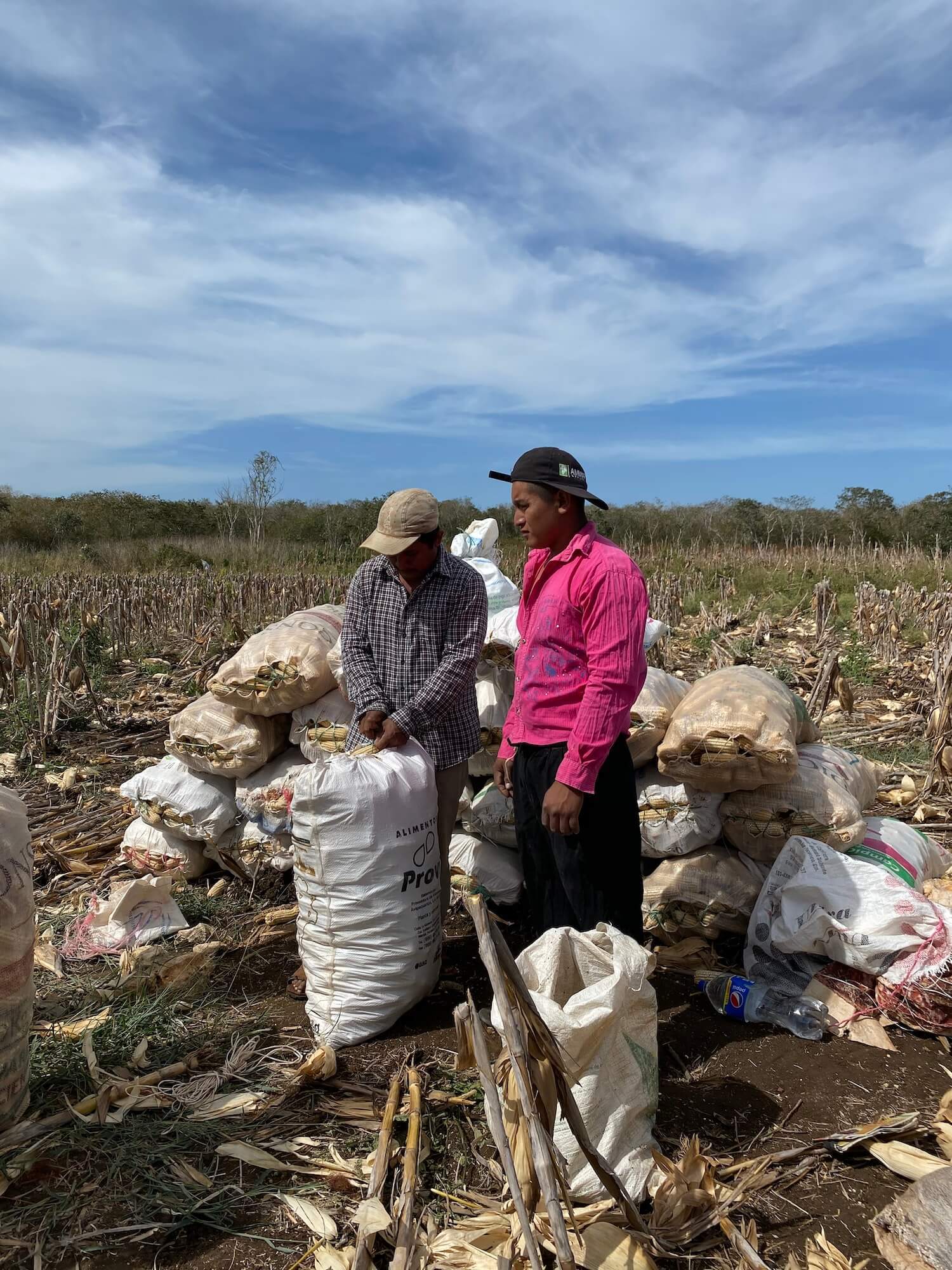 Camponeses colhendo milho em Yucatán, México.  Julho de 2021
