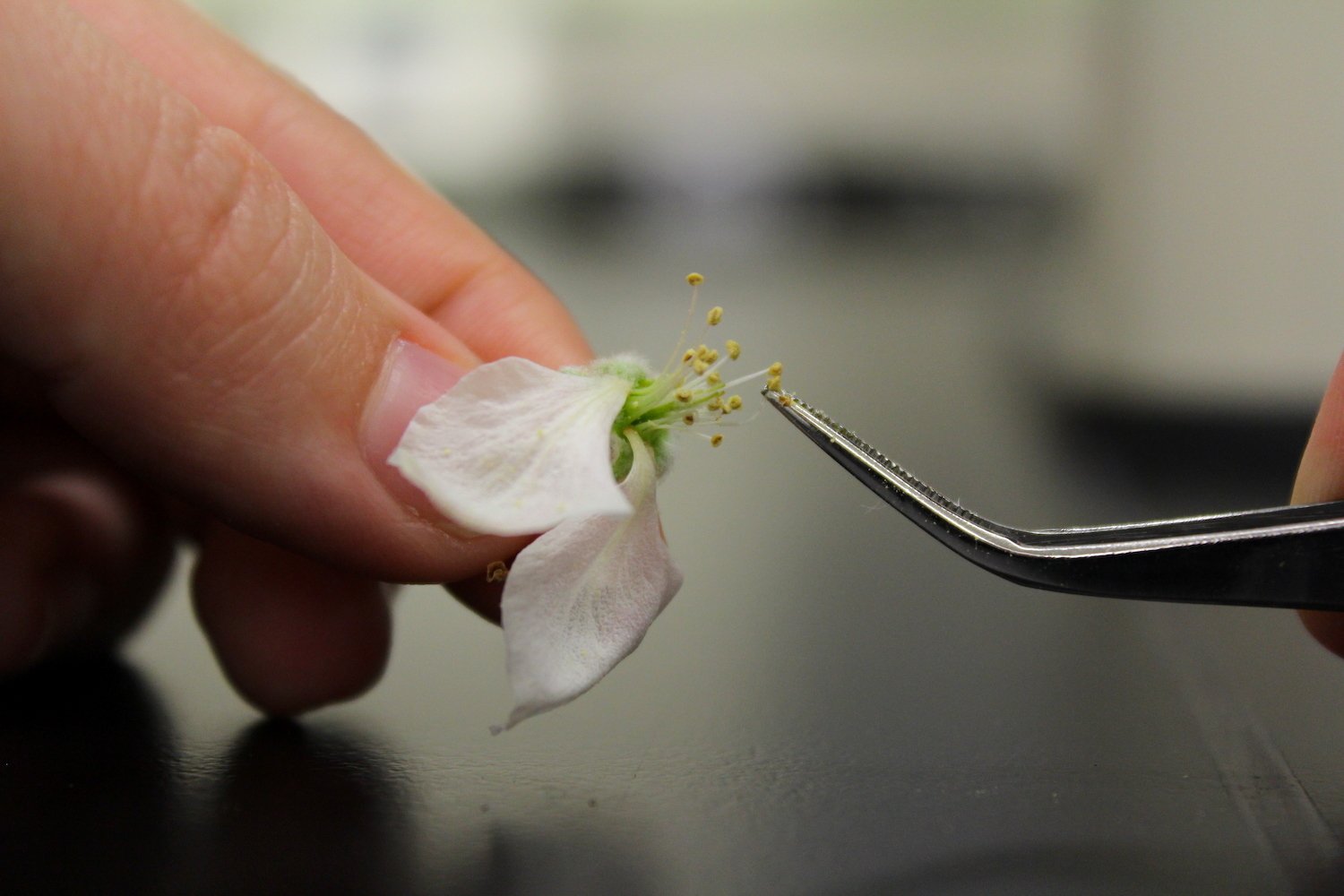 A member of Khan's team collects pollen from an apple flower at the the Cornell AgriTech lab in Geneva, New York. July 2021