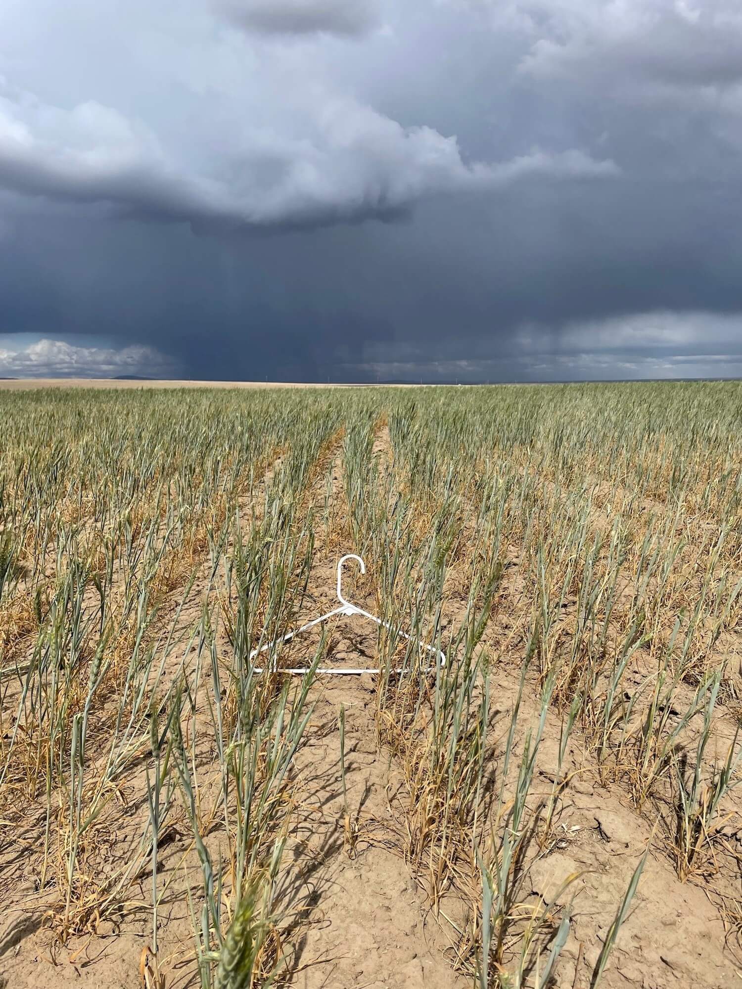 The drought-damaged wheat crop on Nicole Berg’s farm in Paterson, Washington. July 2021
