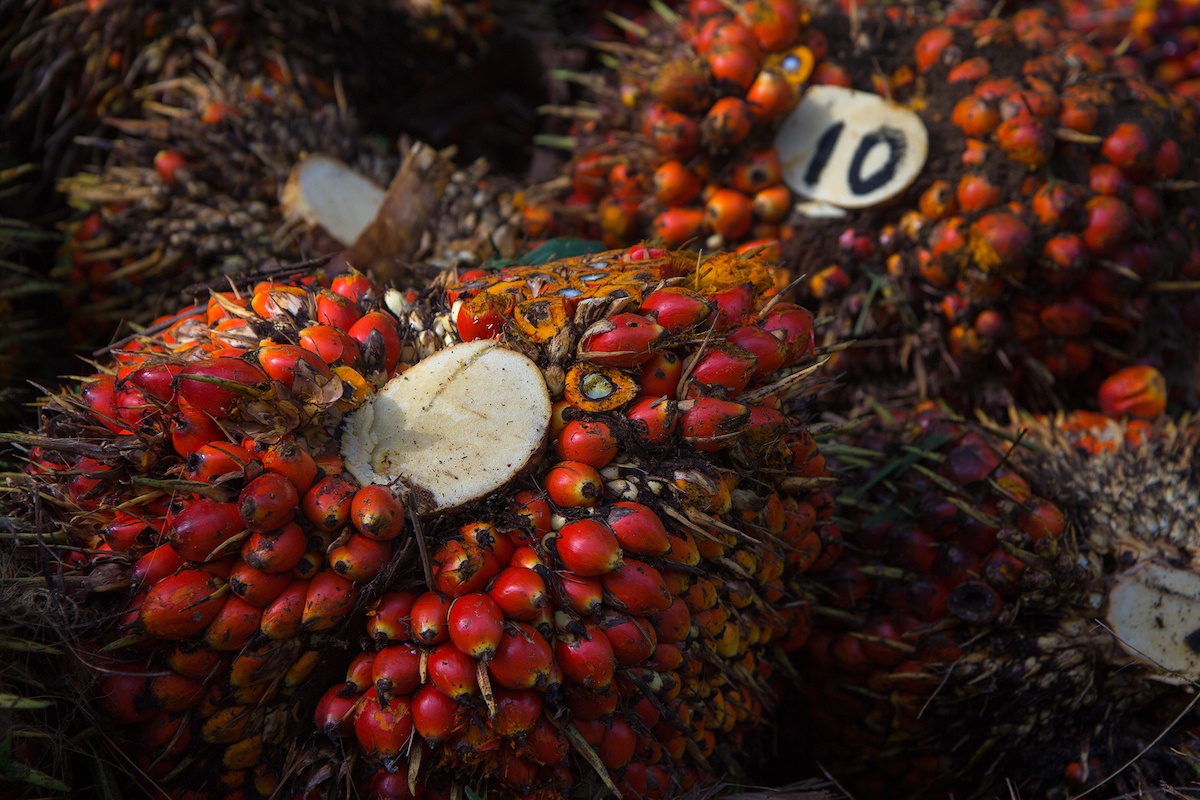 How palm oil became the world's most hated, most used fat source