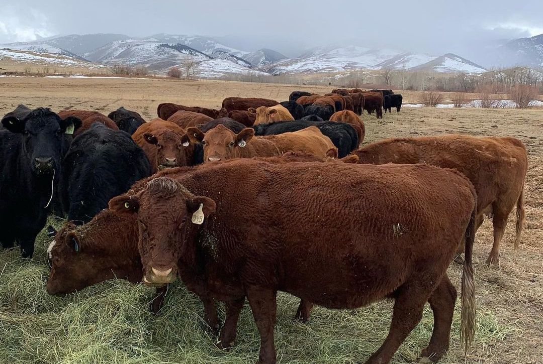 A group of cattle graze with a Montana landscape in the background. July 2021