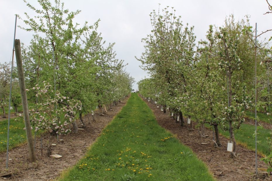“Fire blight” is the most devastating apple disease. Wild apples could ...
