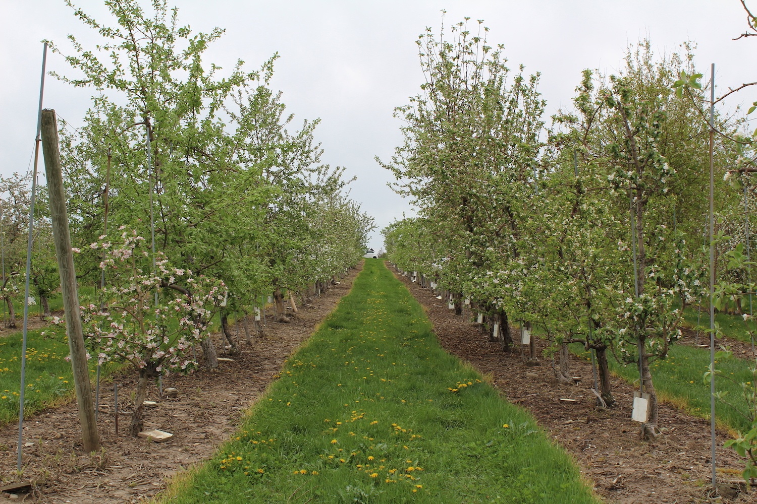 Rows of diverse wild and domesticated apple varieties flower in Khan's experimental orchard in Geneva, New York. More than 200 varieties in the apple genus Malus from all over the world are represented in the orchard. July 2021