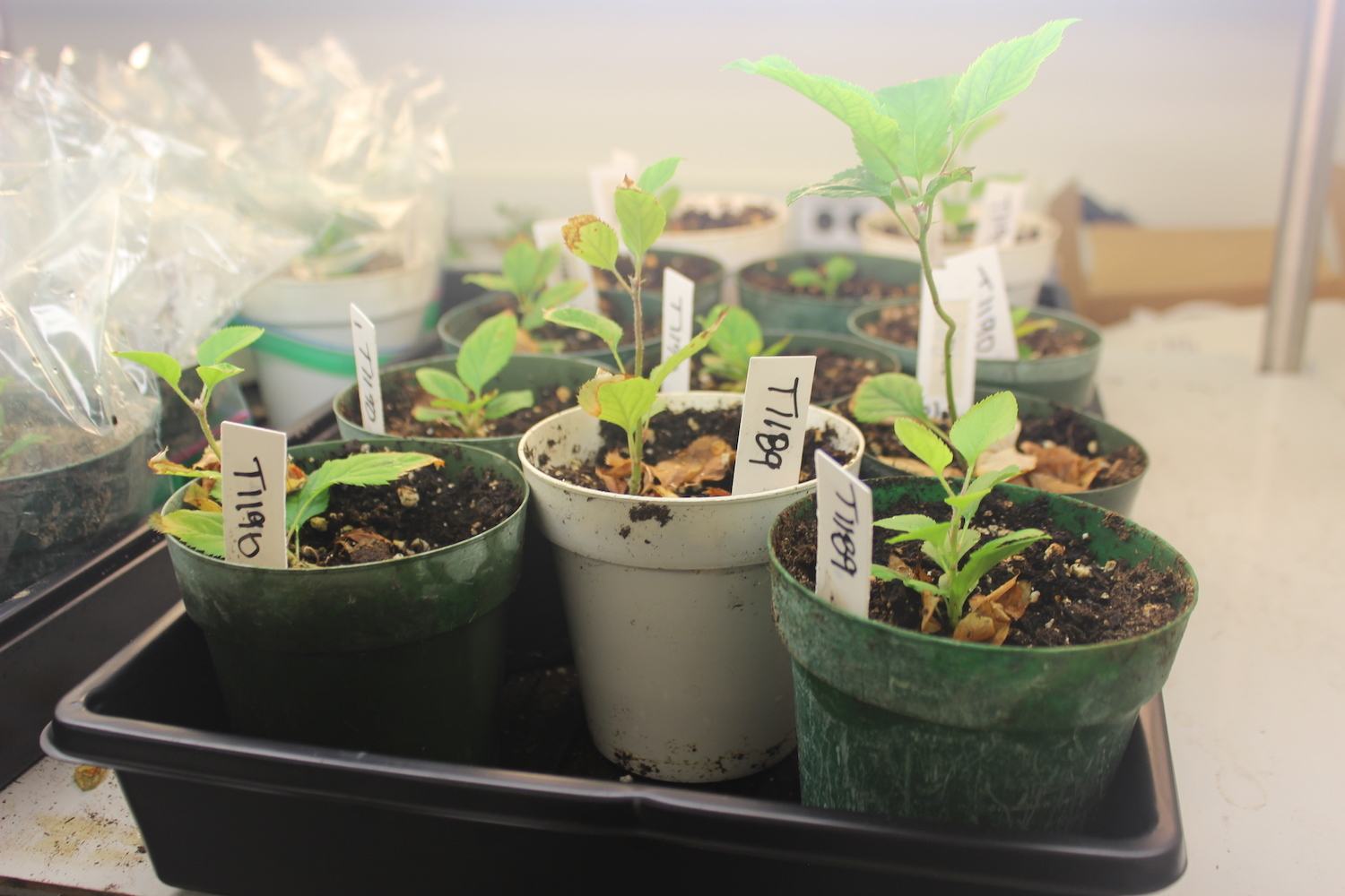 T1190 seedlings growing in Khan's lab at Cornell AgriTech.