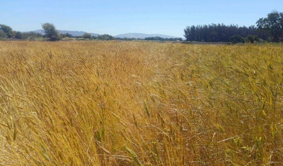 Akmolinka (left) and Sonora (right) wheat growing on Mai Nguyen’s farm in Sebastopol, California. July 2021