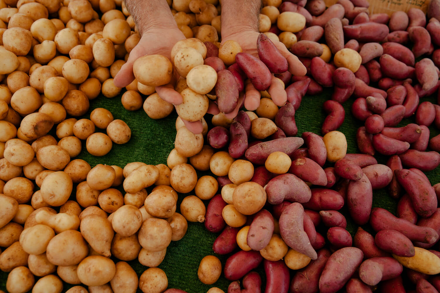Alex Weiser holds a display of red and yellow potatoes. August 2021