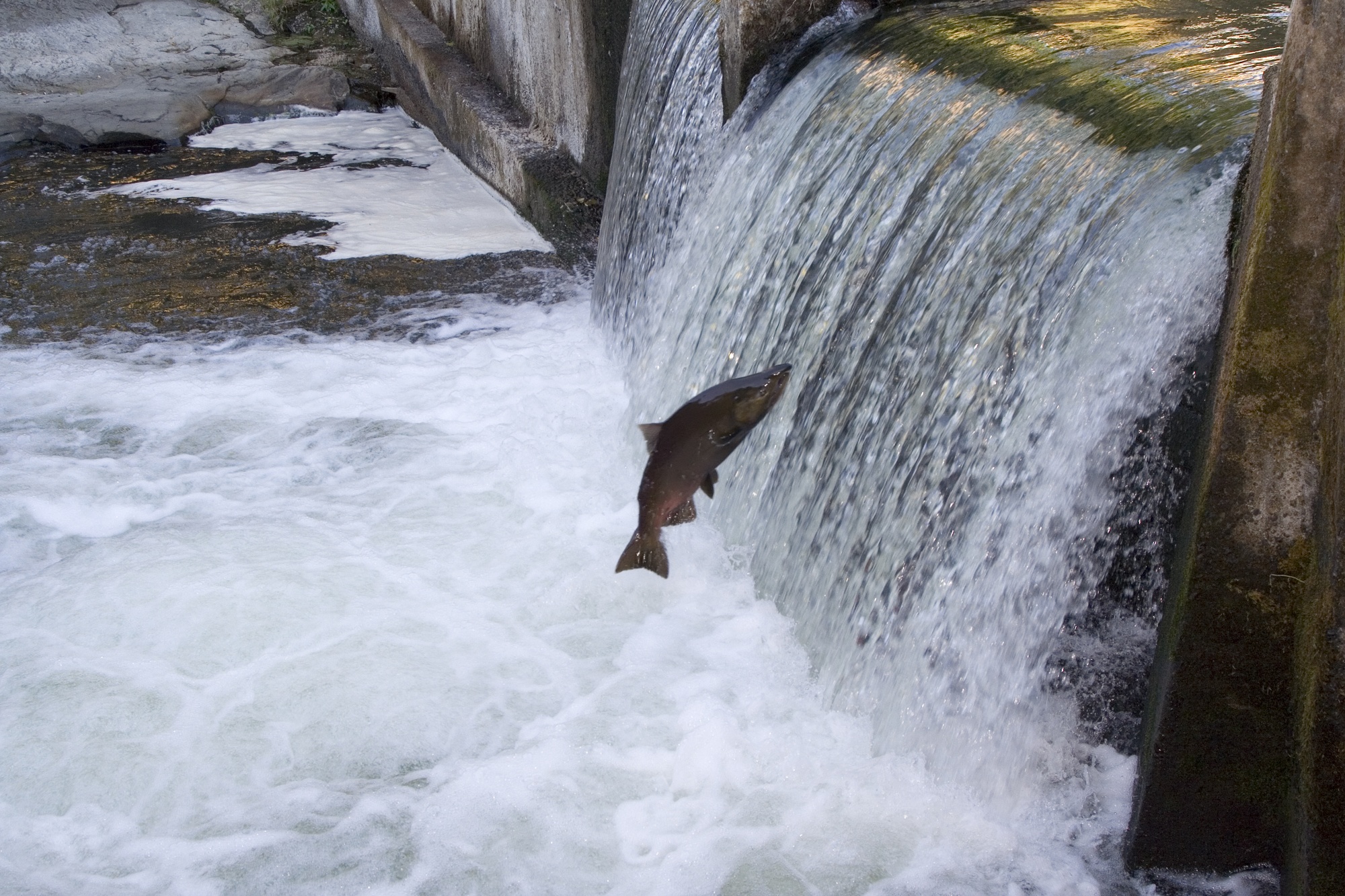 An endangered Chum Salmon, Oncorhynchus keta, (aka. Dog Salmon) attempts to jump a small dam on the Deschutes River in Tumwater Washington. The concrete in the foreground is the opening to a fish ladder.