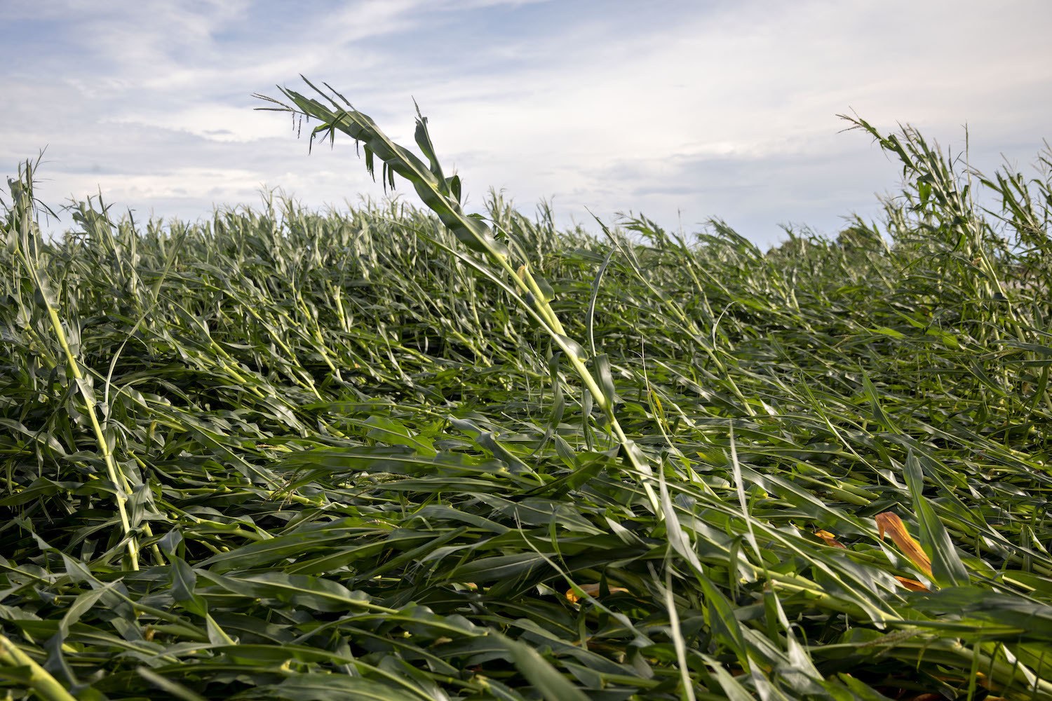 Corn plants lie on the ground following a derecho storm, a widespread wind storm associated with a band of rapidly moving showers or thunderstorms, on August 10, 2020 near Polo, Illinois.