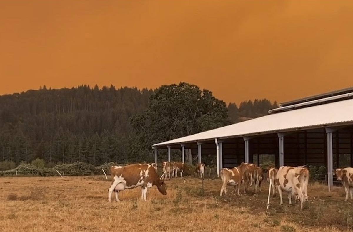 Still from a cell phone video shows Darleen Sichley's Abiquia Farm during the Beachie Creek Fire last September in Silverton, Oregon.