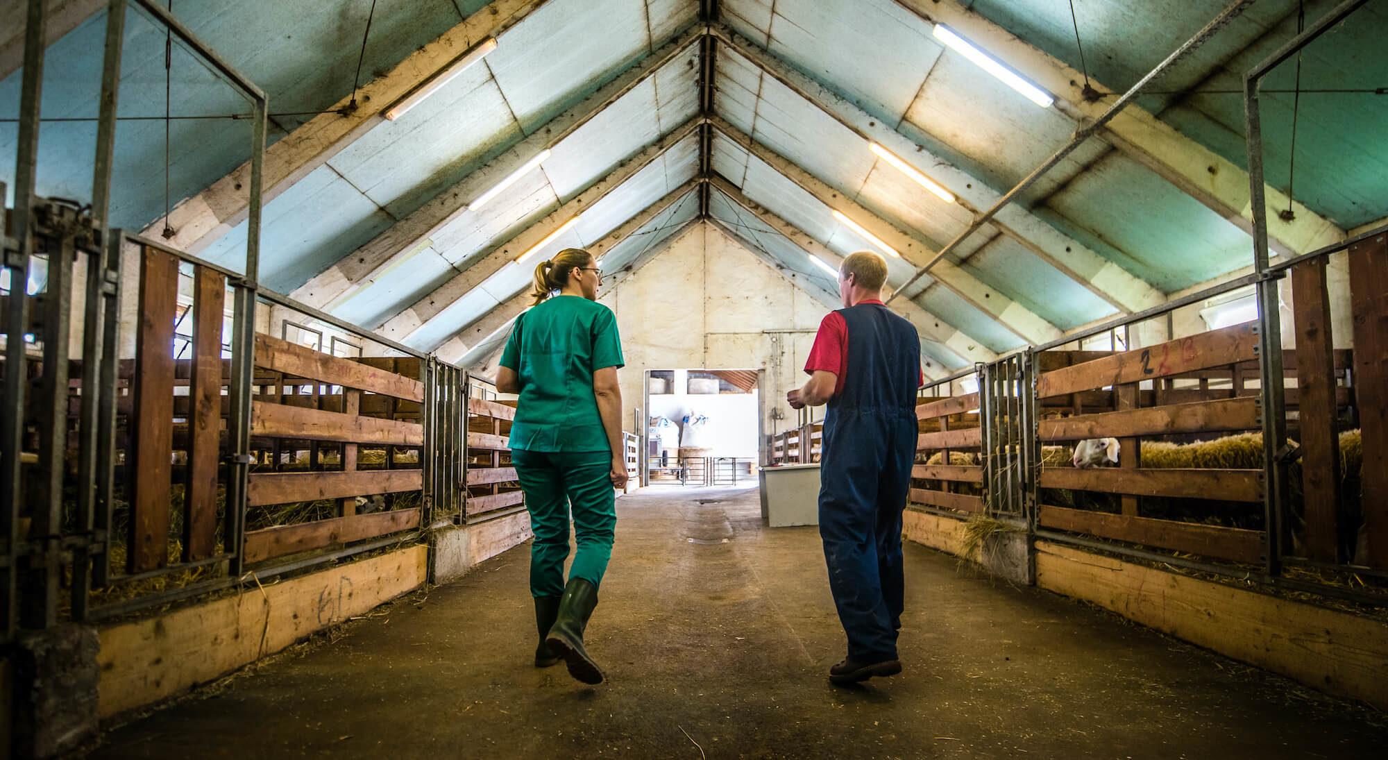 Male and female veterinarians talking with each other while walking in barn. August 2021
