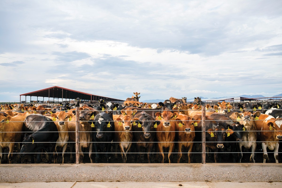Thousands of dairy cows crowd the Coronado Dairy’s feedlot in the Kansas Settlement area near Sunizona, Arizona.