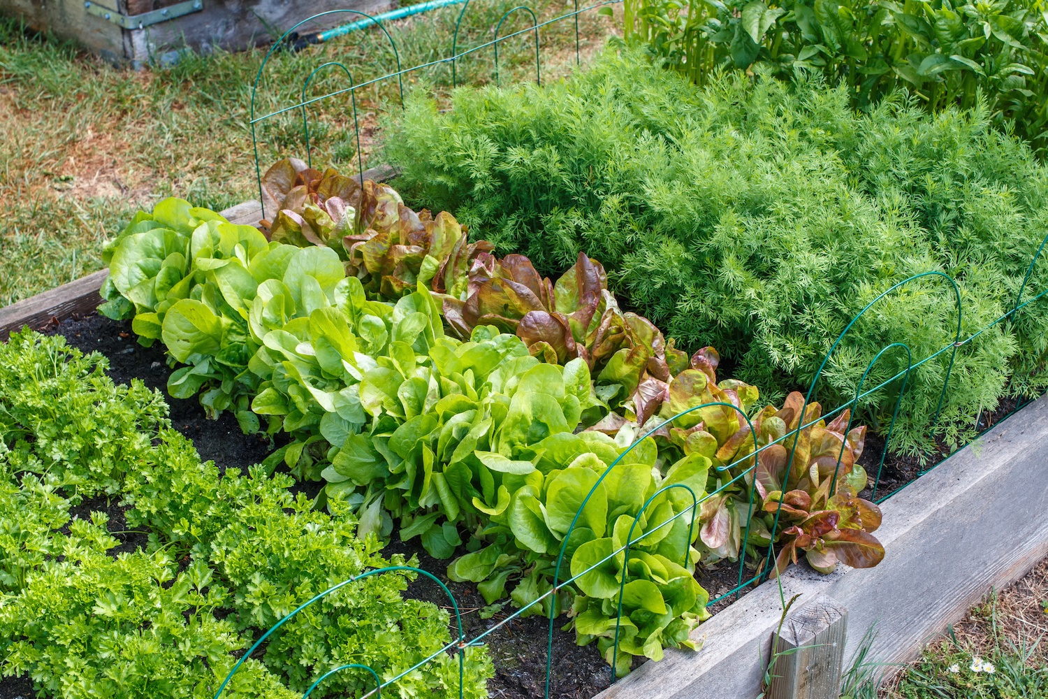 Rows of green vegetables grow an urban community garden. August 2021