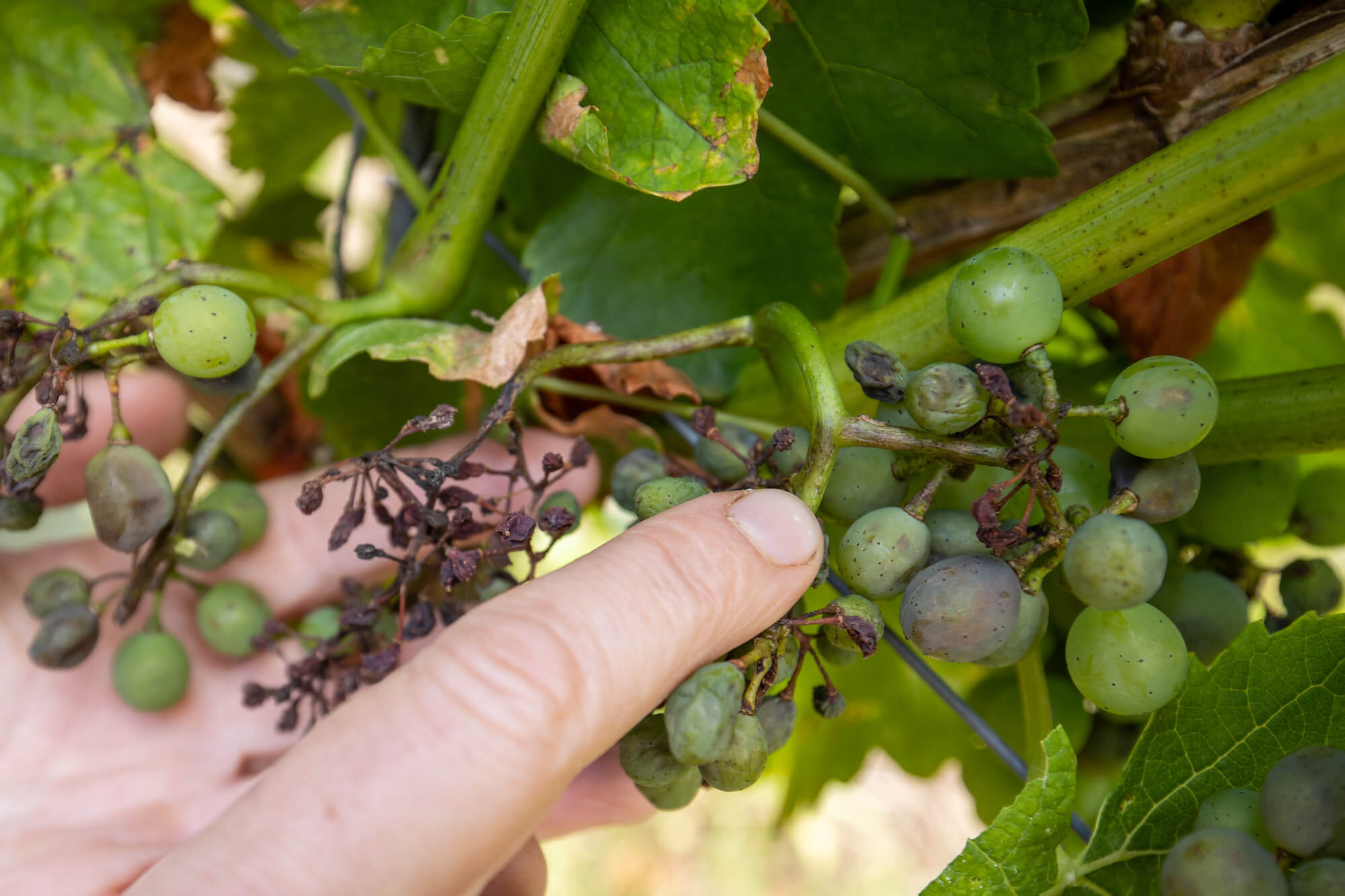 Beate Leopold, managing director of Weinbauring Franken, shows the infestation of fungal spores of the so-called downy mildew (peronospora) on grapes of a vine. August 2021