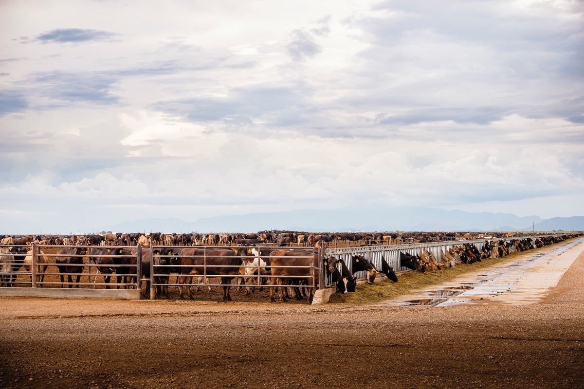 Cows at the Coronado Dairy’s feedlot in the Kansas Settlement area near Sunizona in southeastern Arizona. The feedlot is among the farm properties recently acquired by the Minnesota-based mega-dairy Riverview LLP.