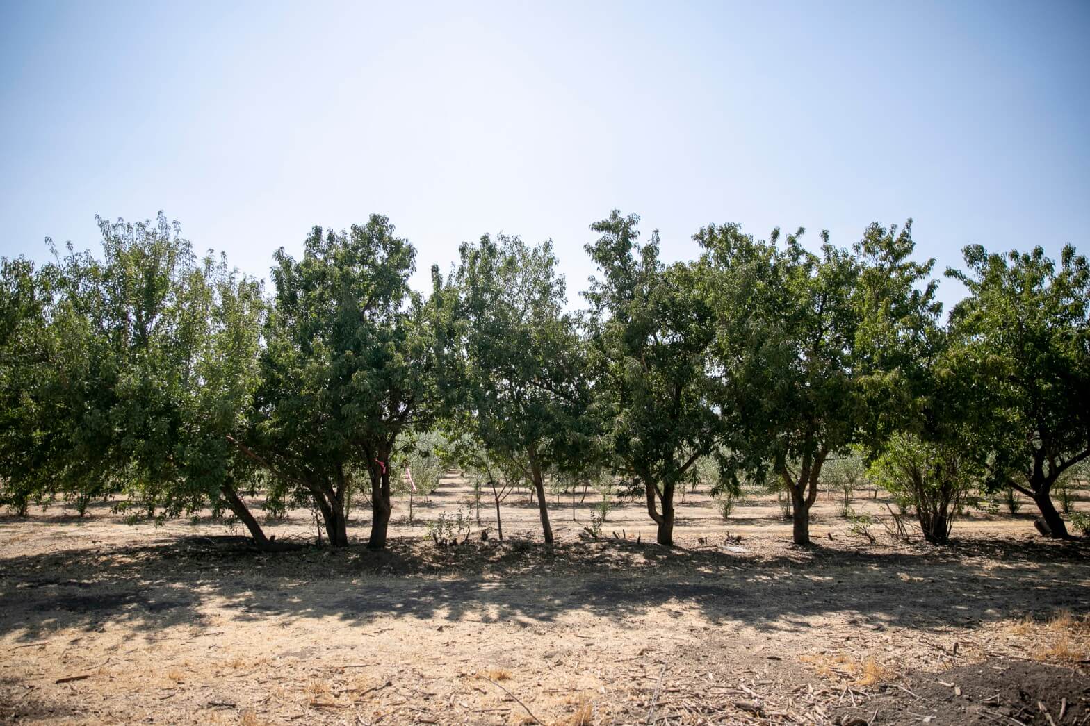 This grove of almond trees has been grown without any supplemental water at Wolfskill Experimental Orchards near Davis. August 2021