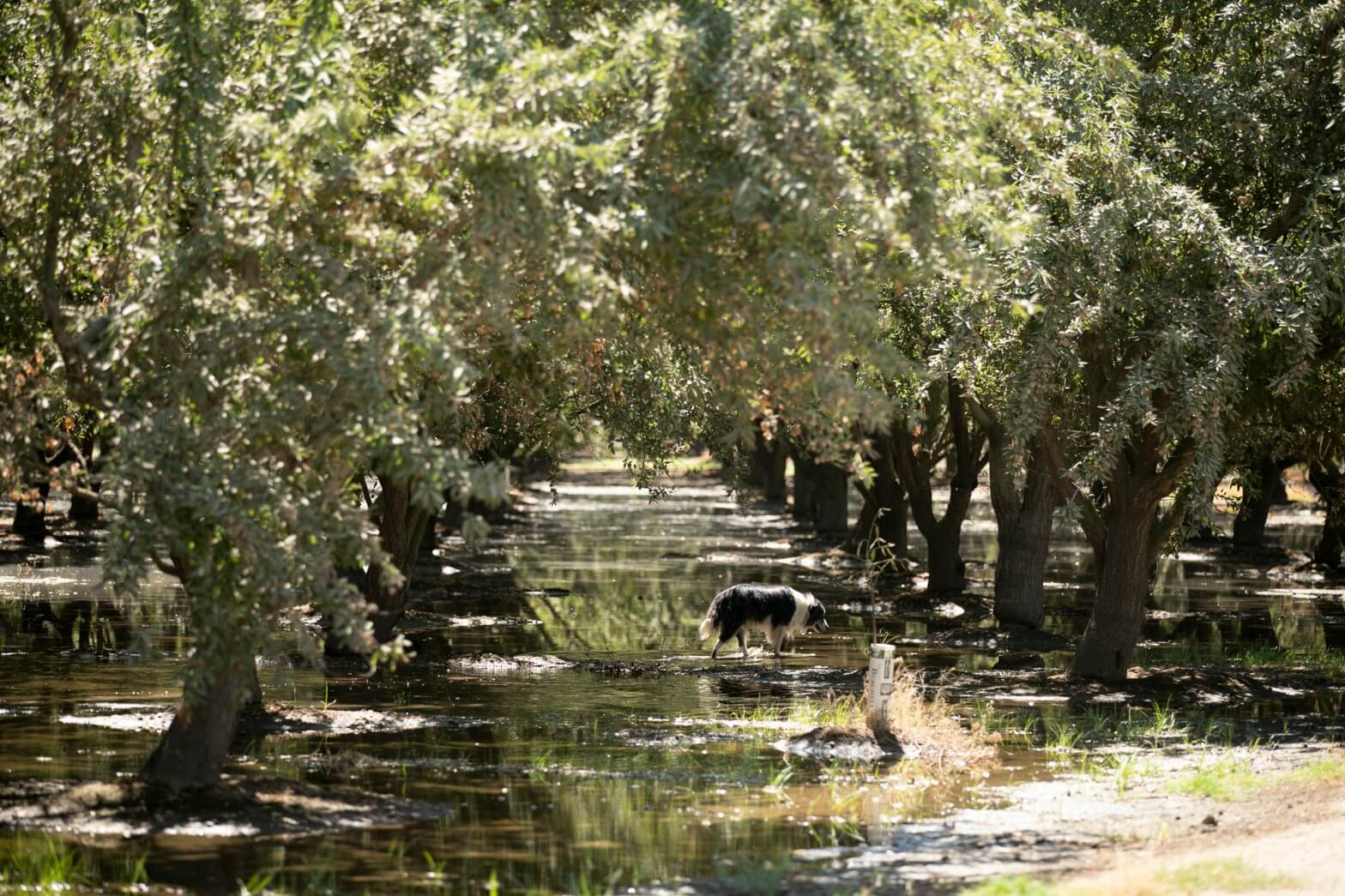 One of Gemperle’s border collies trudges through puddles on the almond grove of a neighbor who continues to use flood irrigation. Gemperle switched to more efficient micro-drip irrigation years ago.