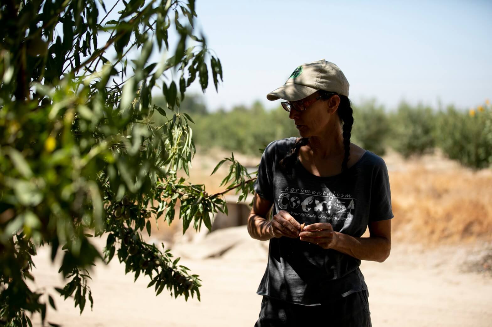 Gemperle shells an almond freshly picked from a tree in her grove in Ceres. Researchers put her farm on a water budget and she discovered that she was irrigating her trees too early in the season.