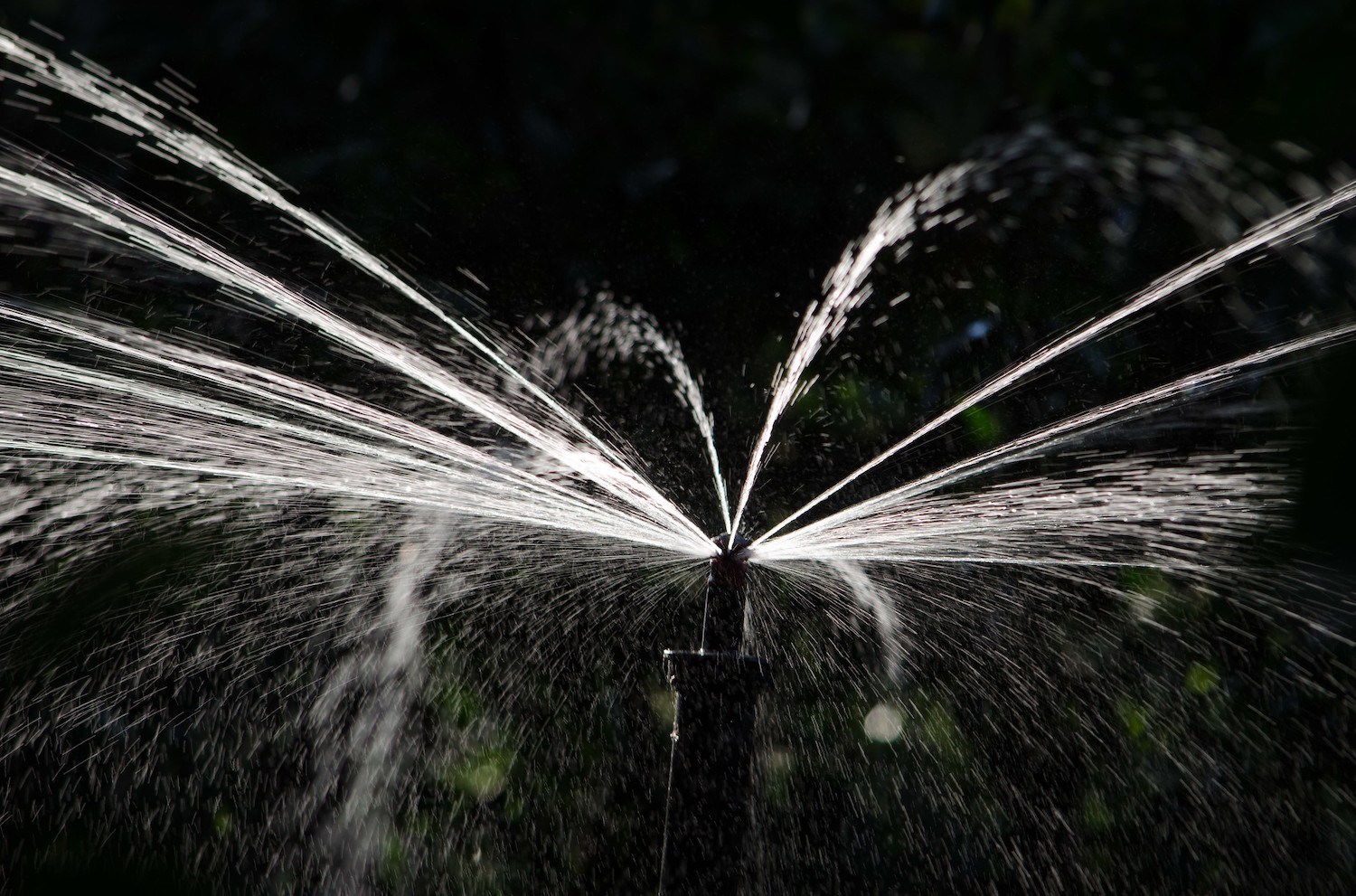 Close up of a sprinkler spraying water with a dark green background in Southern California. September 2021