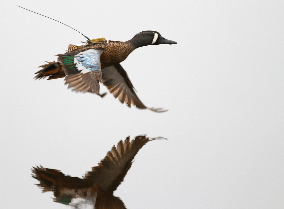 A duck flying over the water with its wings reflecting and a satellite attached to its back. September 2021v