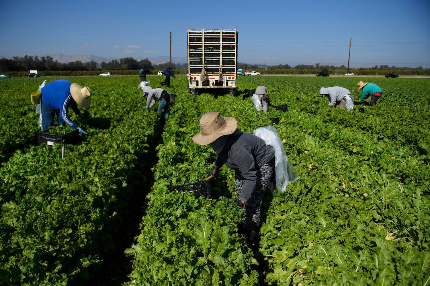 Farmworkers wear face masks while harvesting curly mustard in a field on February 10, 2021 in Ventura County, California.
