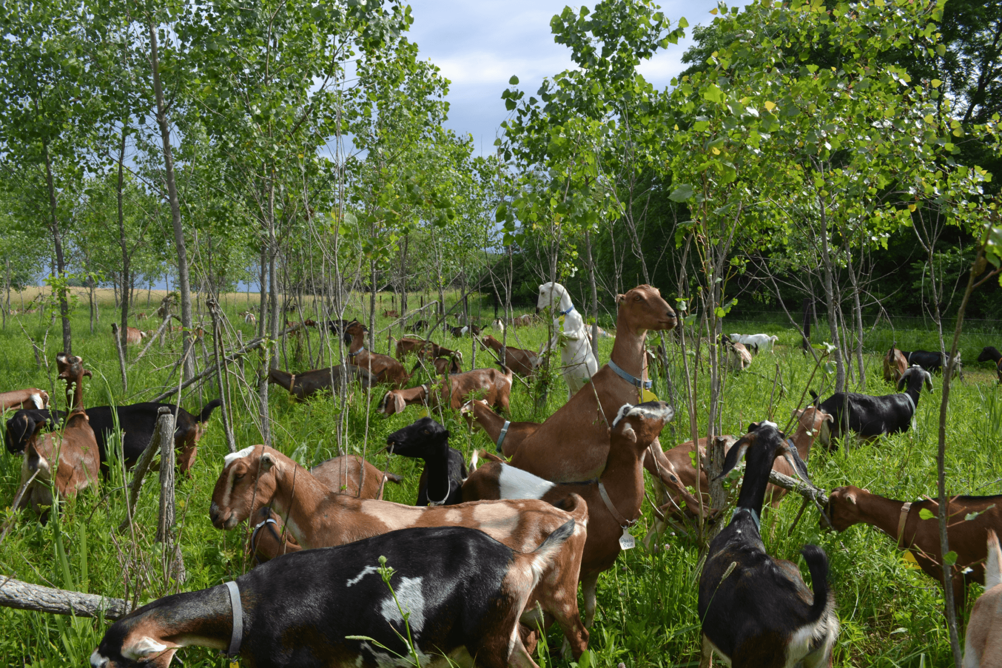 Farm co-owner Wes Jarrell is experimenting with silvopasture to protect his goats from heat stress.