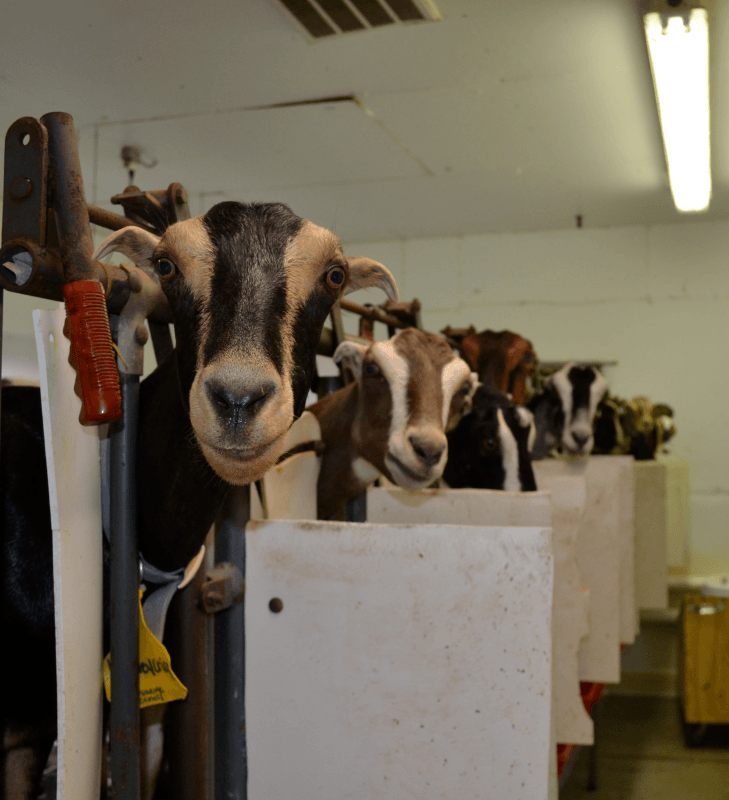 The goats at Prairie Fruits Farm and Creamery produce less milk when it’s hot.