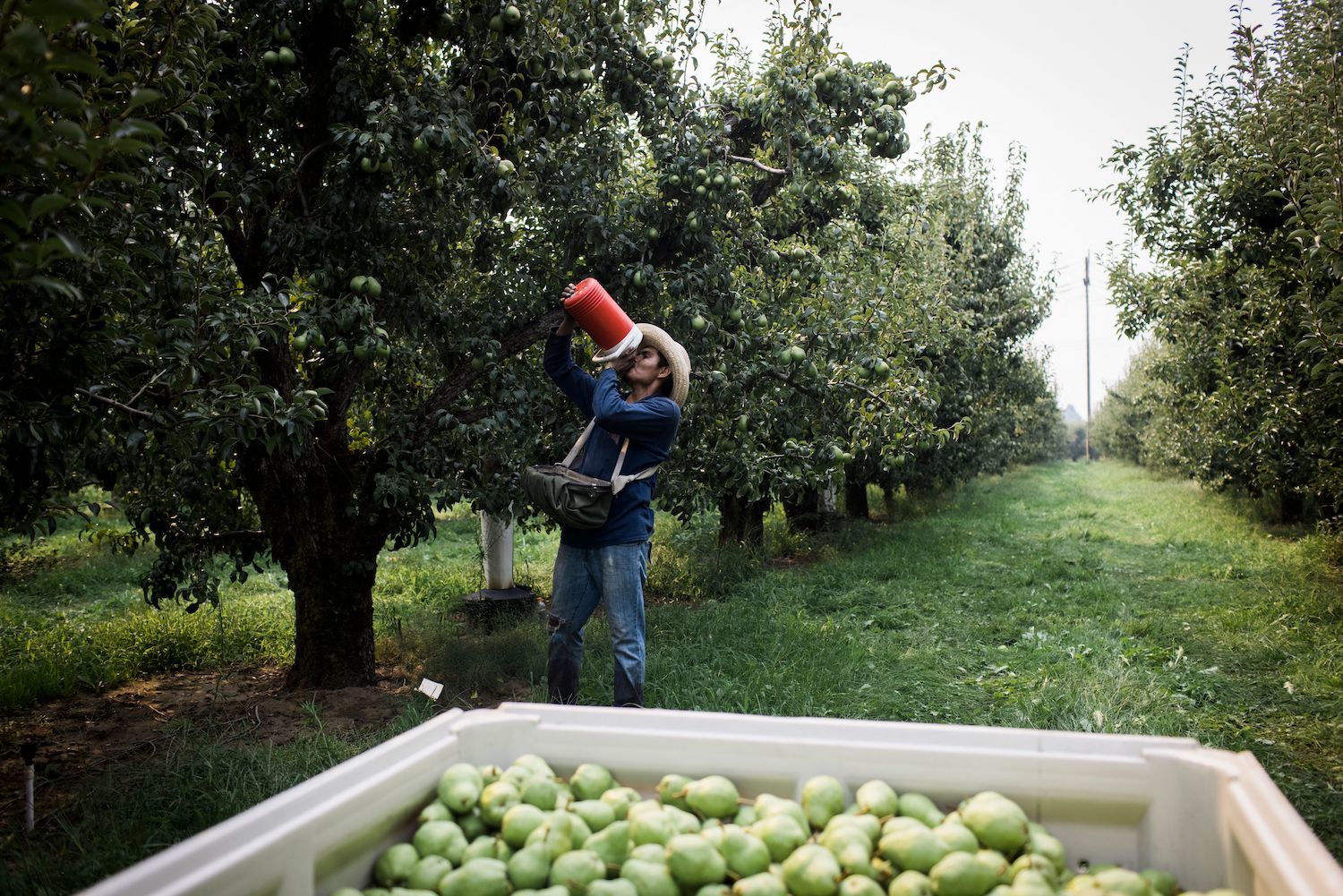 Fernando Llerenas drinks water while picking pears in Hood River, Oregon on August 13, 2021. - Amid an abnormal heat wave in the Pacific Northwest, farm workers are having their days, and profits, cut short by the extreme temperatures. September 2021